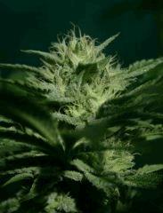 OG Kush 2 branche En avance