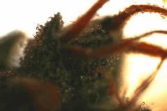 Alpha Dawg 10 6 Macro moyen