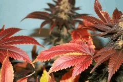 Blueberry Kera Seeds 1