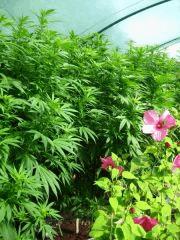 Remedy Z6 grow test 2011 4