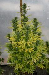 Kosher kush B