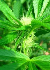 OG Kush Num 18 10 septembre
