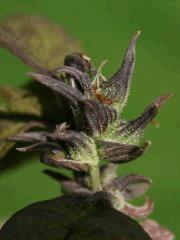 Blueberry A