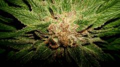Blueberry Headband 3 Humboldt Seed Organization HSO