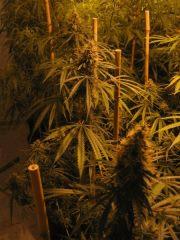 Arjan's Haze 3 b