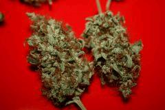 Acapulco Gold Easy Going bagseed