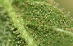 Trichomes purple sur Headband 2 (Sour Kush) RP 5
