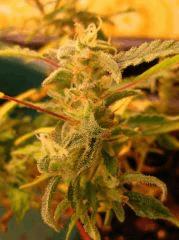 Jasmin clone torturé en jiffy flo sous 18/24