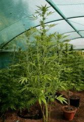 Headband 1 (Sour Kush)  9 octobre