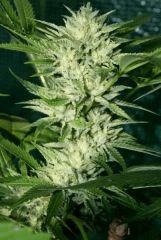 OG Kush 2 G Bud En avance