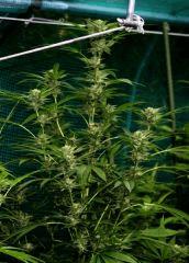 OG Kush 1 5 octobre