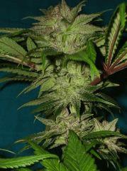 Blueberry Headband 4 Humboldt Seed Organization HSO
