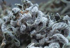 Grape Og Cali Connection 5