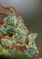 Alpha Dawg 10 Macro moyen
