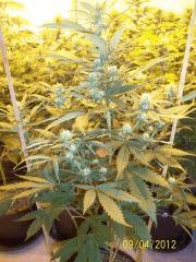Cheese Exodus Cut 1 Pm3 Flo   21