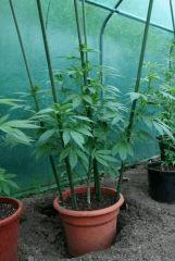 Blueberry 5 B