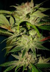 Blueberry Headband 5 Humboldt Seed Organization HSO