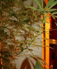 Cheese Haze Dark Flo  21 3