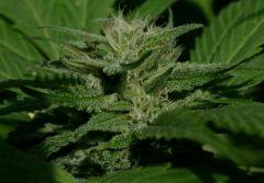 Blueberry D 9 octobre