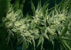 OG Kush 2 D Bud En avance