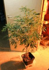 Cheese Haze Dark Flo  21 1