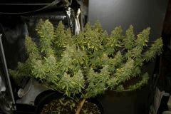 Jasmin Flo 57 Cut 11