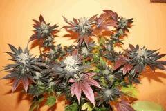 Blueberry Kera Seeds 4