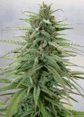 Jasmin 7b