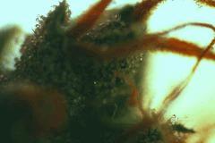 Alpha Dawg 10 7 Macro moyen