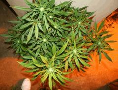 Cheese Exodus Pm 2 Flo  21 2