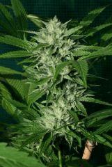 OG Kush 2 F Bud En avance
