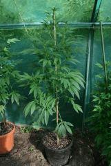 OG Kush 1 20 août