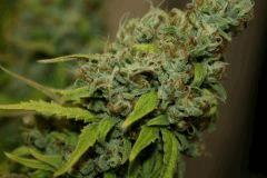 Jasmin Flo 57 Cut 6