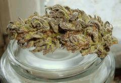 Grape Og Cali Connection 2