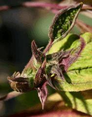 Blueberry F
