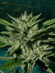 OG Kush 1 22 octobre récolte 6