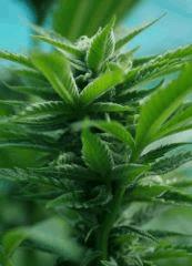 Headband 2 B (Sour Kush)  9 octobre