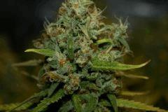Jasmin Flo 57 Cut 4