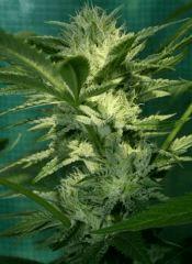 OG Kush 2 branche En avance 2