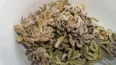 Grape Og Cali Connection 4