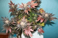 Blueberry Kera Seeds 6