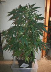 Cheese Haze Dark 1