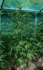 Og Kush 2 20 septembre