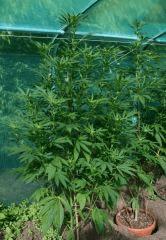 OG Kush Num 18 20 septembre