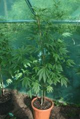 OG Kush 2 20août