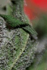 Real Lavender Dampkring Bagseed 4