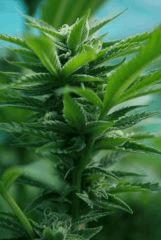 Headband 2 C (Sour Kush)  9 octobre
