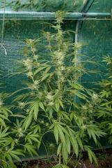 OG Kush 1 9 octobre