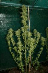 Buddha Sister X Amnésia Haze Alien freebies récolte 28 octobre