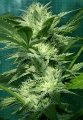 OG Kush 2 branche En avance 3